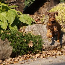 Doberman Pinscher Puppies from Laurel Vail