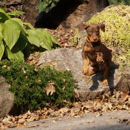 Doberman Pinscher Puppies from Laurel Vail