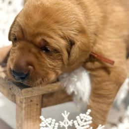 Orange Male - Yellow male Labrador Retriever puppy in Franklin, Virginia from Oak Hollow Retrievers