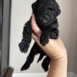 Luigi - Black male Goldendoodle puppy in Anderson, South Carolina from M & L Pups