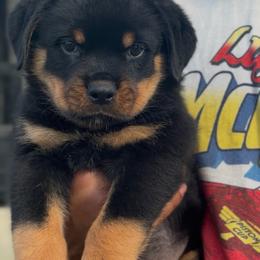Boy 2 - Black and rust male Rottweiler puppy in San Antonio, Texas from VHWilliamsRottweilers