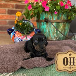 Dachshund Puppies from Rodeo Doxies