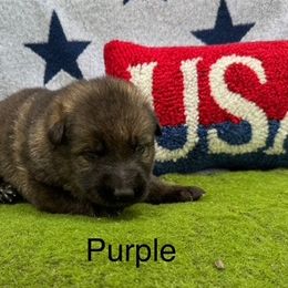 German Shepherds from LORI Zanin