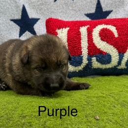 German Shepherds from LORI Zanin