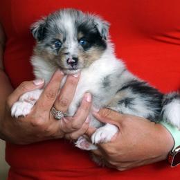 Skeeter - Boy - Blue merle male Toy Shetland Sheepdog puppy in Frazeysburg, Ohio from Mountain High Kennels