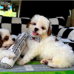 Shihpoo puppies from Celebrity Maltipoos