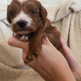 Goldendoodle Puppies from Goosehill Doodles