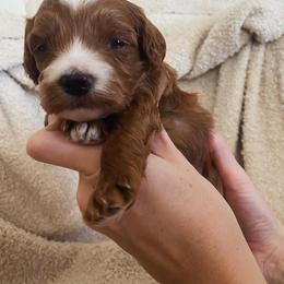 Goldendoodle Puppies from Goosehill Doodles