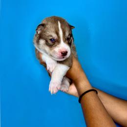 Hachiko - Red and white male Siberian Husky puppy in Knoxville, Tennessee from The Siberian Empire