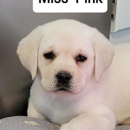 Labrador Retriever Puppies from Logan Acre Labradors