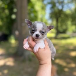 Beast - Blue brindled fawn male Chihuahua puppy in Holt, Michigan from My Crzy Chihuahuas