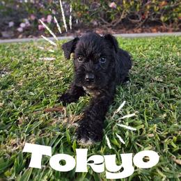 Tokyo - Black male Miniature Schnauzer puppy in Vista, California from Olympus Schnauzers