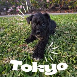 Tokyo - Black male Miniature Schnauzer puppy in Vista, California from Olympus Schnauzers