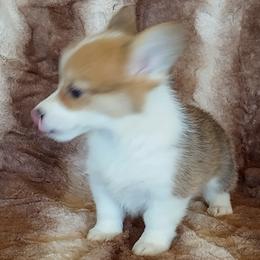 Girl 2 - Fawn female Pembroke Welsh Corgi puppy in Las Vegas, Nevada from Victory Crown