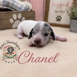 Chanel - Piebald female Dachshund puppy in Hockley, Texas from Shans Down Home Doxies