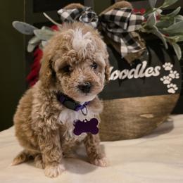 Angel ( micro mini) - Apricot female Goldendoodle puppy in Bristol, Tennessee from 4goldendoodles