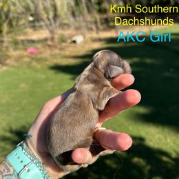Brindle girl - Brindle female Dachshund puppy in Statesville, North Carolina from Kmh Southern Dachshunds