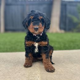 Ms. Purple - Black phantom female Aussiedoodle puppy in San Antonio, Texas from Lovable Doodles SA
