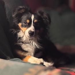 Leo - Black tri male Toy Australian Shepherd puppy in Stephenville, Texas from Rockin J Lil Aussies