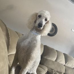 Chloe - Poodle