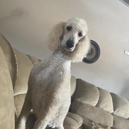 Chloe - Poodle