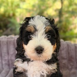 MJ - Tri-color female Bernedoodle puppy in Sandy, Oregon from MC Doodles