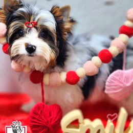 Biewer Terrier and Yorkshire Terrier Puppies from Corazon de gigante