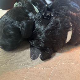 Goldendoodle Puppies from Baby Bell Doodles