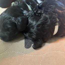 Goldendoodle Puppies from Baby Bell Doodles