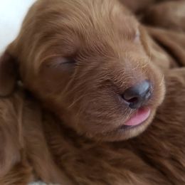 Goldendoodles and Poodles from Tender Little Paws