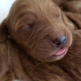 Goldendoodles and Poodles from Tender Little Paws