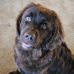 MOCHA - Newfoundland