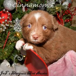 Miniature Australian Shepherd Puppies from JnT's Bluegrass Mini Aussies