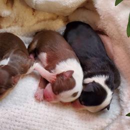 Miniature Australian Shepherd Puppies from Barnyard Mini Aussies