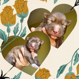 Bloom - Red and white female Siberian Husky puppy in Florence, Kentucky from Moonlight Howl Huskies