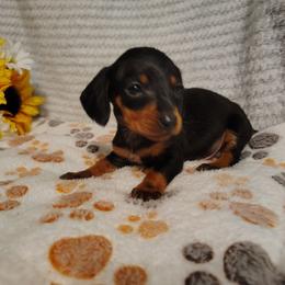 Gordy - Black and tan male Dachshund puppy in Hudson, Michigan from Mittentail Kennel Miniature Dachshunds & Australian Shepherds