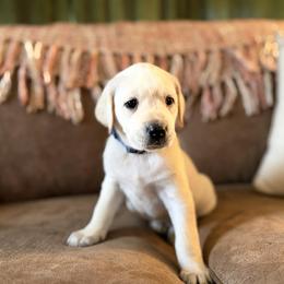 Skye - Yellow female Labrador Retriever puppy in Sweet Home, Oregon from Snowpeak English Labradors