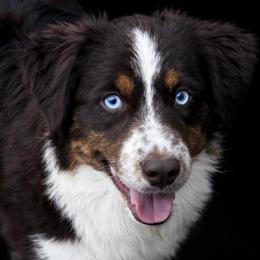 Buddy - Miniature American Shepherd