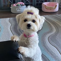 Breezy - Yorkshire Terrier