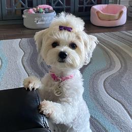 Breezy - Yorkshire Terrier