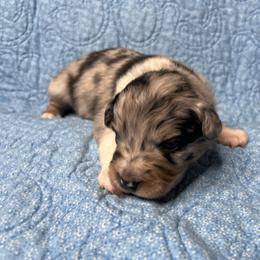 River - Blue merle female Australian Shepherd puppy in Olivehurst, California from Double M Aussies