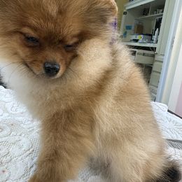 Pomeranian Puppies from Abbapoola Poms