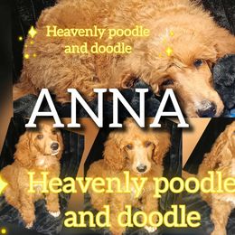 Anna - Red  female Poodle puppy in Lancaster, California from Heavenly poodle and doodle