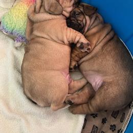 French Bulldog Puppies from Who's Your Bulldog? Kennel