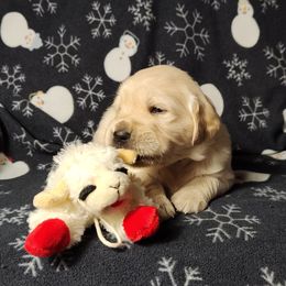 Arlo - Light golden male Golden Retriever puppy in Seymour, Missouri from High Road Golden Retrievers