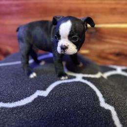 Boston Terrier Puppies from Goshorn Family Bostons and Frenchtons