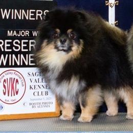 Marshall - Pomeranian