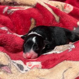 Calamity - Tri-color female Border Collie puppy in Midland, Texas from High Velocity Stockdogs