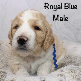 Royal Blue - Parti male Goldendoodle puppy in Maryville, Tennessee from Twin City Doodles