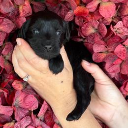 Rook - Black male Goldendoodle puppy in Enumclaw, Washington from Owen-a-Doodle